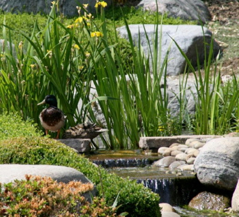 Schwimmskimmer Skimmer Oberflächensauger